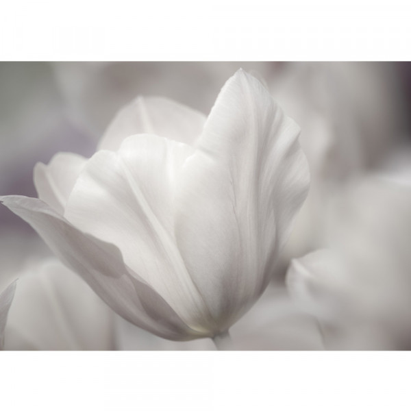 Vlies Fototapete White TulipsOrnamente Tapete Tulpen Blumen Blumenranke weiß grau Natur Pflanze weiß