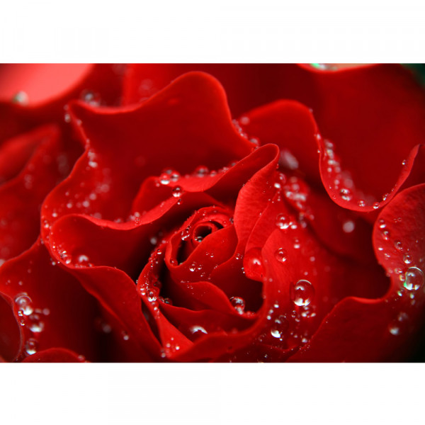 Vlies Fototapete perfect Rose Blumen Tapete Blumen Rose Blüten Natur Liebe Love Blüte rot