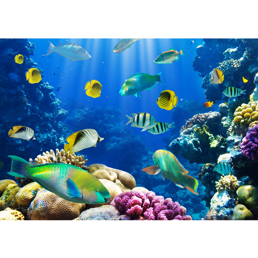 6323E Fototapete ROCHEN-VLIES -Unterwasser Fische Meer Ozean Korallen Fotokunst 