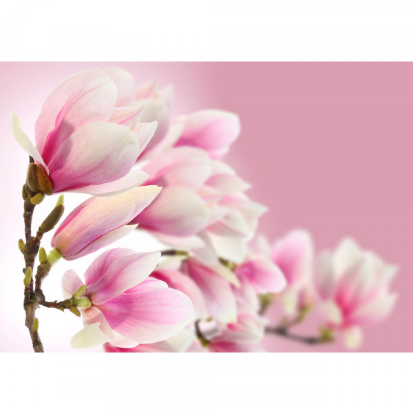 Vlies Fototapete Pink Magnolia Blumen Tapete Blumenranke Pflanzen Natur Orchidee rosa pink