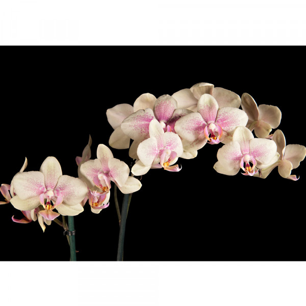 Vlies Fototapete Creamy OrchidOrnamente Tapete Orchidee Blumen Blumenranke Rosa Pink Natur Pflanzen