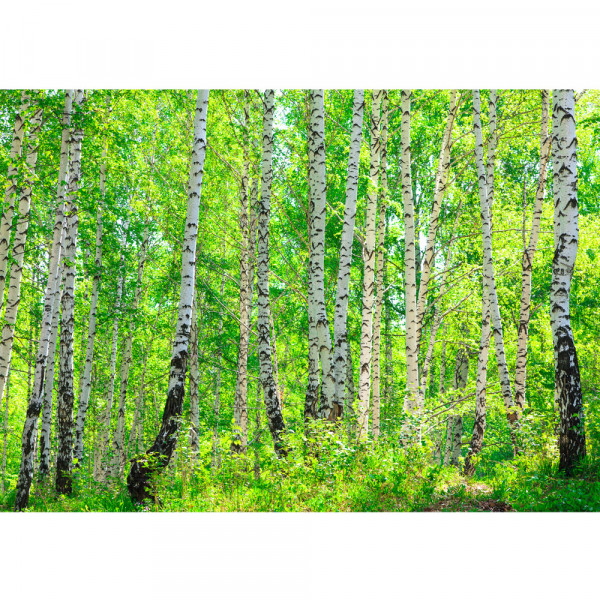 Vlies Fototapete Birch Forest Wald Tapete Birkenwald Bäume Wald Sonne grün